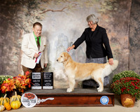 Golden Retriever #20 Sun SB Judge Del Richards