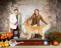 Golden Retriever #24 Sun WB Judge Del Richards