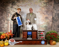 Havanese #10 Sun G1 Judge Pat Hastings