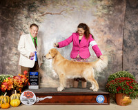 Golden Retriever #29 Sun BOW Judge Del Richards