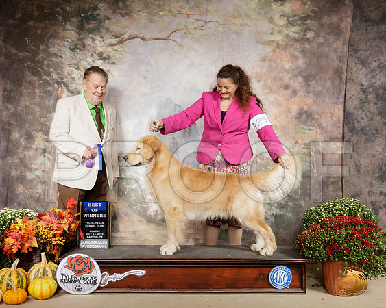 Golden Retriever #29 Sun BOW Judge Del Richards__SR_0971-Cntn2019-HR3