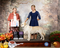 Labrador Retriever #J602  Sat RBJr