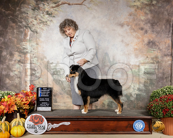 Miniature American Shepherd #15 Sun BOW__SR_0907-Cntn2019-HR3