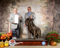 Neopalitan Mastiff #5 Sun G4 Judge Dr Donald Gill
