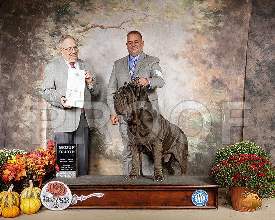 Neopalitan Mastiff #5 Sun G4 Judge Dr Donald Gill__SR_0985-Cntn2019-HR3