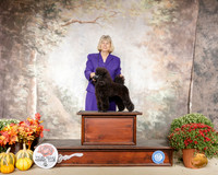 Poodle Miniature #10 Sun Custom