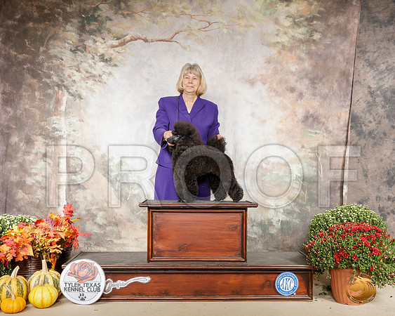 Poodle Miniature #10 Sun Custom__SR_1029-Cntn2019-HR3