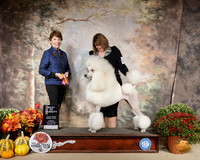 Poodle Std #8 Sun BOV Judge Sue Goldberg