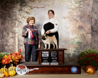 Pug #17 Sun SB OHBOB Judge Donnell Richards