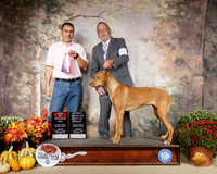 Rhodesian Ridgeback #8 Sun BOS OHBOB