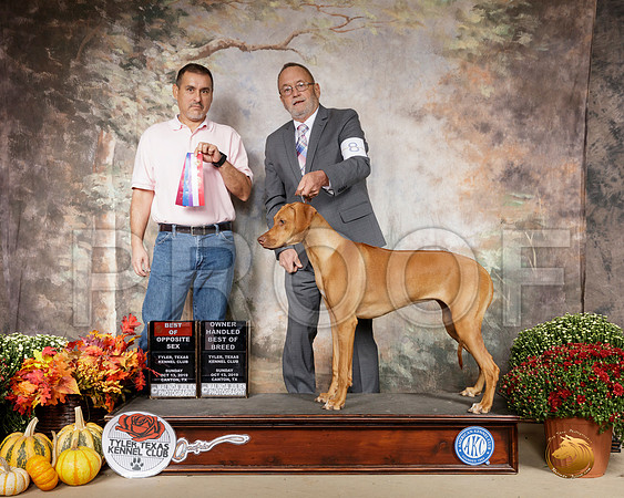 Rhodesian Ridgeback #8 Sun BOS OHBOB__SR_0848-Cntn2019-HR3
