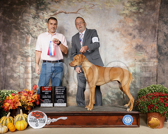 Rhodesian Ridgeback #8 Sun BOS OHBOB__SR_0849-Cntn2019-HR3