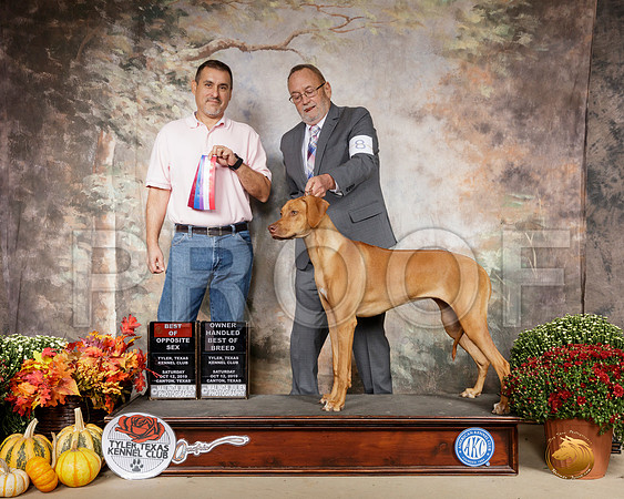 Rhodesian Ridgeback #8 Sun BOS OHBOB__SR_0852-Cntn2019-HR3