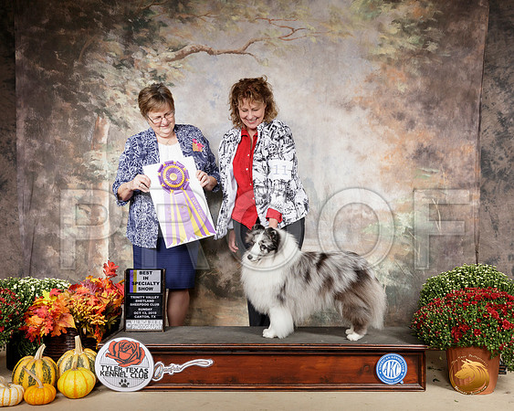 Shetland Sheepdog #11 Sun BISS Judge Suzanne Healy__SR_0876-Cntn2019-HR3