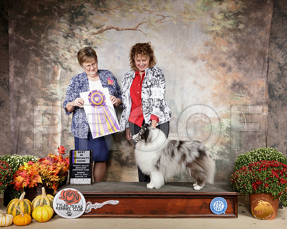 Shetland Sheepdog #11 Sun BISS Judge Suzanne Healy__SR_0877-Cntn2019-HR3
