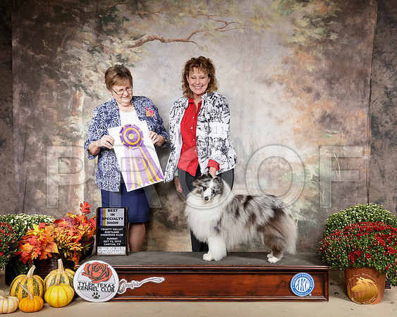 Shetland Sheepdog #11 Sun BISS Judge Suzanne Healy__SR_0878-Cntn2019-HR3