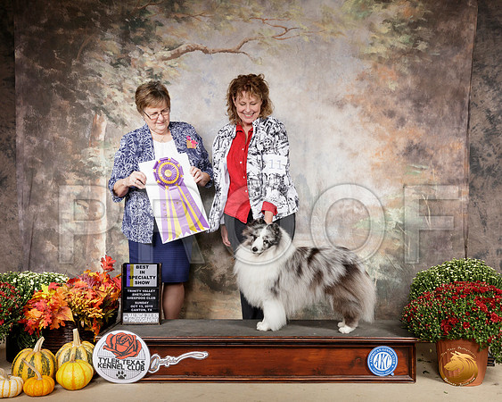 Shetland Sheepdog #11 Sun BISS Judge Suzanne Healy__SR_0880-Cntn2019-HR3