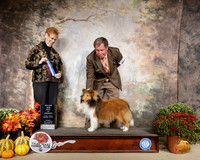 Shetland Sheepdog #17 Sun Judge Pat Hastings