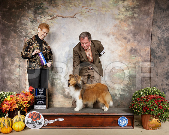 Shetland Sheepdog #17 Sun Judge Pat Hastings__SR_0964-Cntn2019-HR3