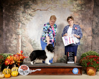 Shetland Sheepdog #21 Sun BOS Ch Judge Suzanne Healy