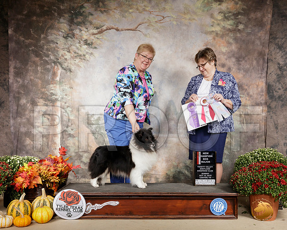 Shetland Sheepdog #21 Sun BOS Ch Judge Suzanne Healy__SR_0890-Cntn2019-HR3