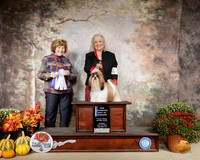 Shih Tzu #9 Sun BOW Ch Judge Donnell Richards