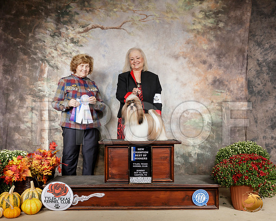 Shih Tzu #9 Sun BOW Ch Judge Donnell Richards__SR_0862-Cntn2019-HR3