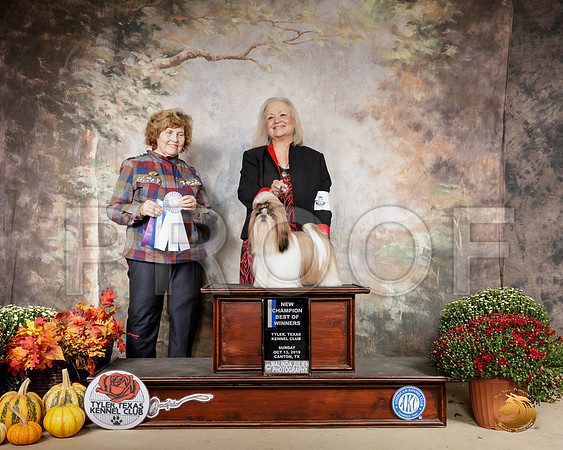 Shih Tzu #9 Sun BOW Ch Judge Donnell Richards__SR_0864-Cntn2019-HR3