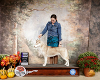 Siberian Husky #14 Sun WB Judge Gina Box Young