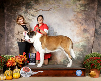 St Bernard #5 Sun BOB Judge Gena Box Young