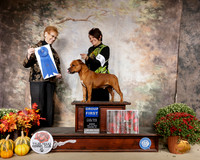 Staffordshire Bull Terrier #5 Sun G1 Judge Pat Hastings