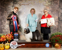 Tibetan Terrier #5 Sun BIS Judge Pat Hastings