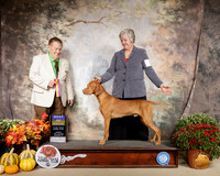 Vizsla #7 Sun BOB Judge Del Richards