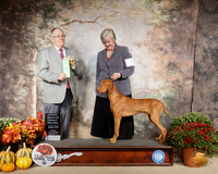 Vizsla #7 Sun OHG2 Judge Dr Donald Gill