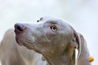 Weimaraner #7 Rings Sun
