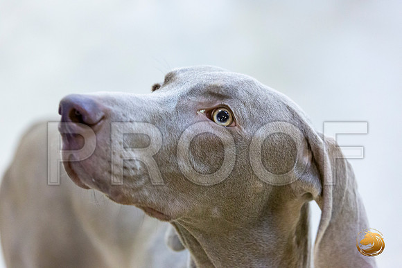 Weimaraner #7 Rings Sun_JJL_3393-Cntn2019-HR3
