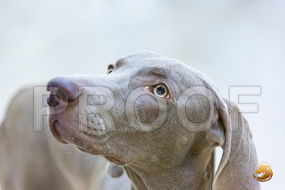 Weimaraner #7 Rings Sun_JJL_3394-Cntn2019-HR3