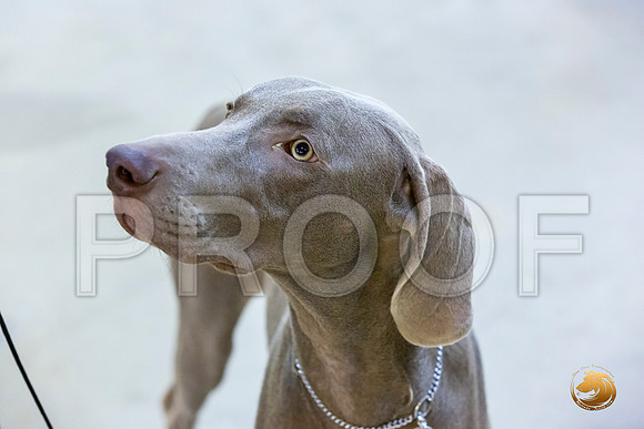 Weimaraner #7 Rings Sun_JJL_3396-Cntn2019-HR3