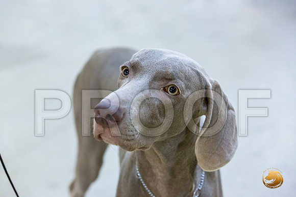 Weimaraner #7 Rings Sun_JJL_3397-Cntn2019-HR3