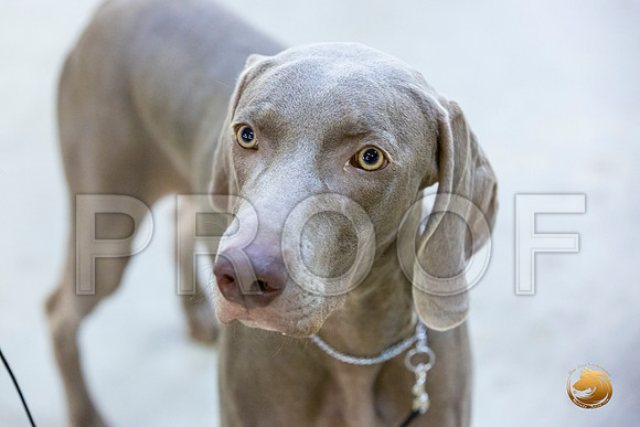 Weimaraner #7 Rings Sun_JJL_3400-Cntn2019-HR3