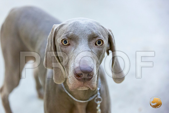 Weimaraner #7 Rings Sun_JJL_3401-Cntn2019-HR3