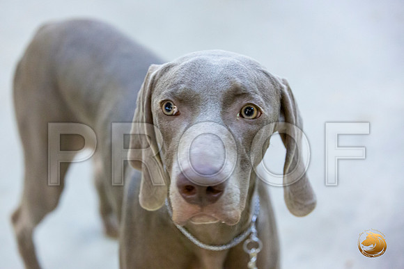 Weimaraner #7 Rings Sun_JJL_3402-Cntn2019-HR3