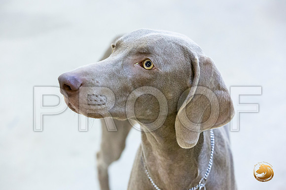Weimaraner #7 Rings Sun_JJL_3406-Cntn2019-HR3