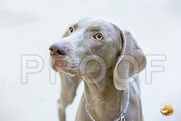 Weimaraner #7 Rings Sun_JJL_3408-Cntn2019-HR3