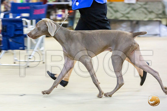 Weimaraner #7 Rings Sun_JJL_3420-Cntn2019-HR3