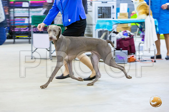 Weimaraner #7 Rings Sun_JJL_3422-Cntn2019-HR3