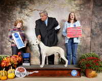 Whippet #15 Sun G1 Judge Donnell Richards