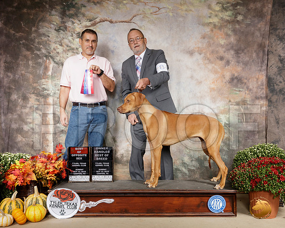 Rhodesian Ridgeback #8 Sun BOS OHBOB__SR_0850-Cntn2019-HR3