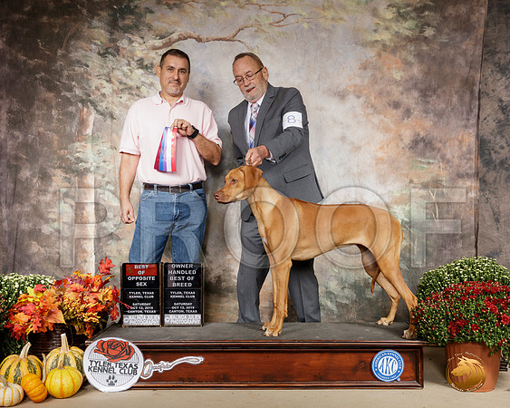 Rhodesian Ridgeback #8 Sun BOS OHBOB__SR_0851-Cntn2019-HR3