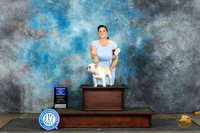 French Bulldog #21 Sun BOWWD Judge Dr Steve Keating